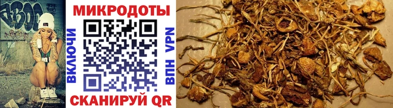 Псилоцибиновые грибы Psilocybine cubensis  Ленинск 